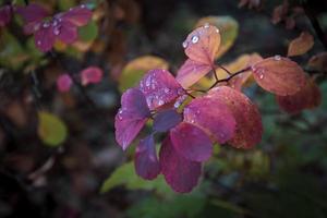 röd löv av en buske i de värma höst Sol efter en kall regn foto