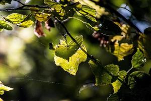 höst löv på en träd gren belyst förbi värma mild höst Sol foto