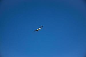 fri vild svart och vit stork i flyg mot de bakgrund av de springtime molnfri blå himmel foto