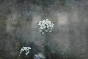 liten delikat vår blomma på en grå bakgrund i närbild foto