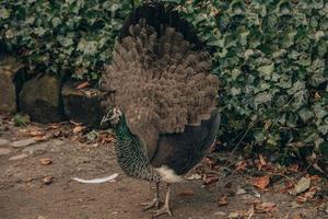 färgrik påfågel fågel i de parkera på en kall dag utomhus foto