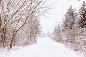 vinter- naturlig landskap med snötäckt träd i de skog och en smal väg foto