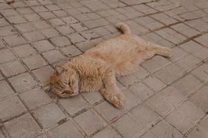 ingefära katt slappa på de betong trottoar på en värma eftermiddag foto