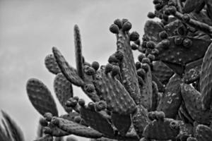 original- taggig taggig päron kaktus växande i en naturlig livsmiljö foto