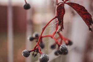 höst mörk blå vild frukt med spindelnät och vatten droppar närbild foto