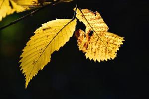 färgrik höst löv på en träd gren i de värma solsken foto