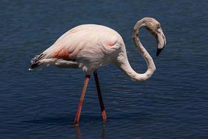 fågel vit-rosa flamingo på en salt blå sjö i calpe Spanien foto