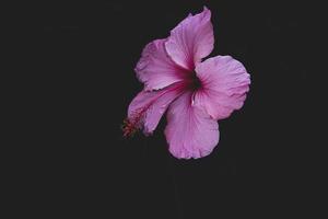 hibiskus blomma på en grön träd i de värma strålar av de Sol foto