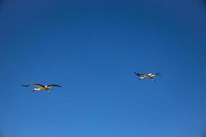 fri vild svart och vit stork i flyg mot de bakgrund av de springtime molnfri blå himmel foto