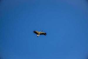 fri vild svart och vit stork i flyg mot de bakgrund av de springtime molnfri blå himmel foto