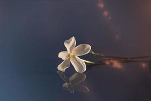 närbild skön små delikat enda jasmin blomma för bakgrund foto