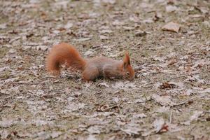 liten röd ekorre i höst vinter- parkera i polen foto