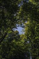 sommar bakgrund med grön löv på de träd och en blå molnfri himmel foto