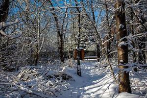 vinter- landskap med en skog väg bland snötäckt träd på en solig dag i polen foto