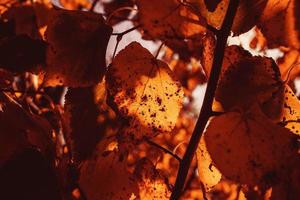 l gyllene höst löv på en träd i en parkera under värma oktober Sol foto