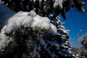 tall kvist med grön nålar i närbild under snö på en solig kall dag foto