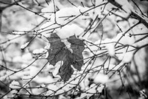 brun blad på en träd gren mot en bakgrund av vit snö i en vinter- dag i närbild foto