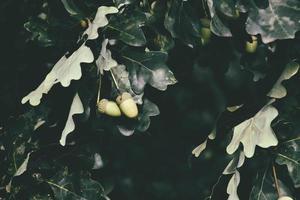 grön höst ollon på de gren av ett ek bland de löv foto