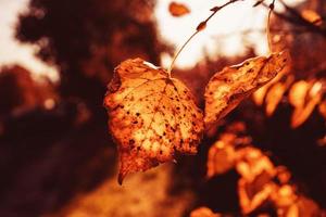 l gyllene höst löv på en träd i en parkera under värma oktober Sol foto