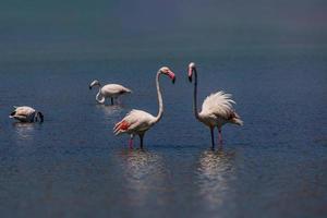 l fågel vit-rosa flamingo på en salt blå sjö i Spanien i calpe urban landskap foto