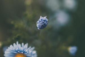 sista höst blå blommor på en grön bakgrund i de trädgård närbild foto