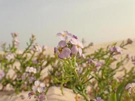 l små blommande växt växande i de sanddyner på de kanariefågel ö fuertaventura i Spanien foto