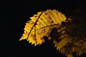 färgrik höst löv på en träd gren i de värma solsken foto