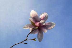 magnolia blomma på en bakgrund av blå himmel med solig vår ljus foto