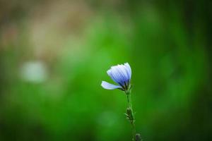 blå små stängd cikoria blomma på grön suddig äng bakgrund konstnärlig fotografi foto