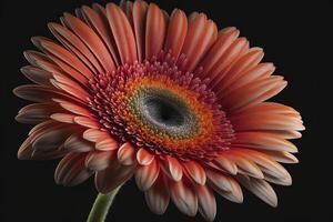 gerbera närbild. generativ ai. foto