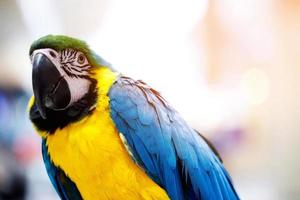 fokus på skön blå-gul papegojor i natur foto