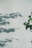 skuggor av blommor hus växt på vägg tapeter grå bakgrund. design, ard, abstrakt begrepp foto