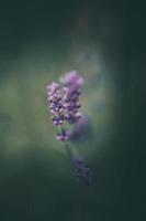 lavendel- blommor i de trädgård på grön bakgrund foto