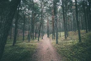 tömma väg genom en mörk tall skog foto