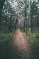 tömma väg genom en mörk tall skog foto