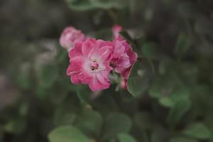 delikat rosa reste sig mot en bakgrund av grön löv i en sommar trädgård foto