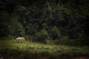 manlig Asien elefant gående ensam på khaoyai nationell parkera thailand foto