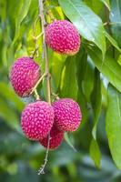 brunch av färsk litchi bombay frukt hängande på grön träd. foto