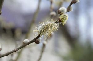 blomning verda i vår, naturlig bakgrund foto