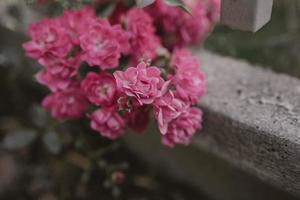 delikat rosa reste sig mot en bakgrund av grön löv i en sommar trädgård foto