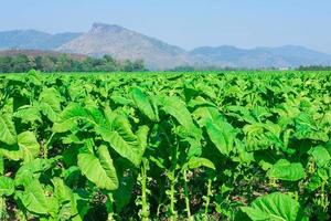 tobakfält med berg i bakgrunden foto