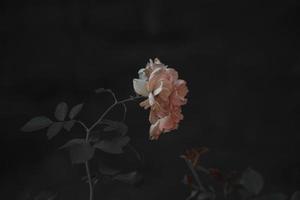 rosa reste sig på de buske mot en mörk bakgrund i de trädgård foto