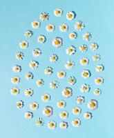påsk ägg form tillverkad av vår blomma på himmel blå bakgrund. minimal begrepp. platt lägga. foto