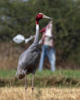 sarus kran eller antigon antigon observerats nära nalsarovar i gujarat, Indien foto