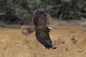 Västra kärr kärrhök eller cirkus aeruginosus observerats i större rann av kutch foto