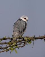 svartvingad drake eller elanus caeruleus observerats nära nalsarovar i gujarat, Indien foto