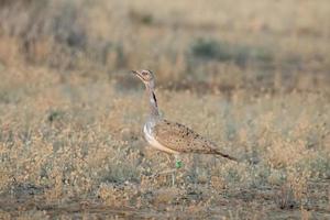 macqueens rapp en vinter- migrerande till större rann av kutch i gujarat, Indien. foto