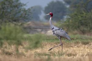 sarus kran eller antigon antigon observerats nära nalsarovar i gujarat, Indien foto