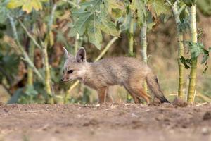 pups av bengal räv eller vulpes bengalensis observerats nära nalsarovar i gujarat foto