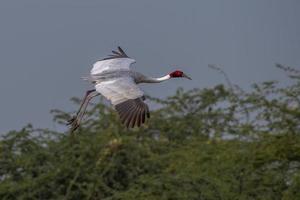 sarus kran eller antigon antigon observerats nära nalsarovar i gujarat, Indien foto